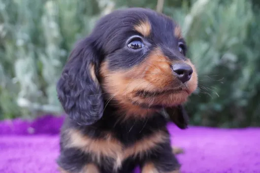 格安犬と里親募集犬の子犬販売