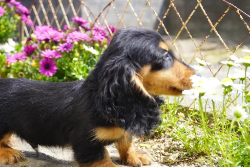格安犬と里親募集犬の子犬販売