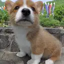 コーギー
Welsh Corgi335-6