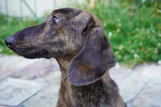 カニヘン・ダックスフンド / スムースコートの拡大画像