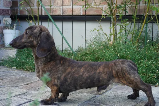 ダックスフンドの子犬販売