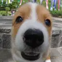 ウェルシュコーギー
Welsh Corgi335-5