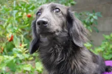 ミニチュア・ダックスフンド / ロングコート