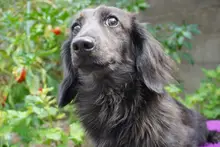 ミニチュア・ダックスフンド / ロングコート