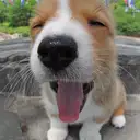 ウェルシュコーギー
Welsh Corgi335-4