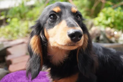 ダックスフンドの子犬販売