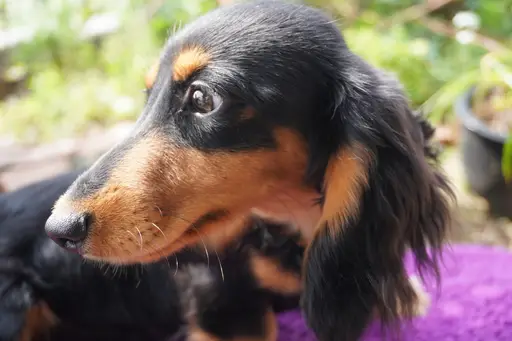 ミニチュア・ダックスフンド / ロングコートの拡大画像