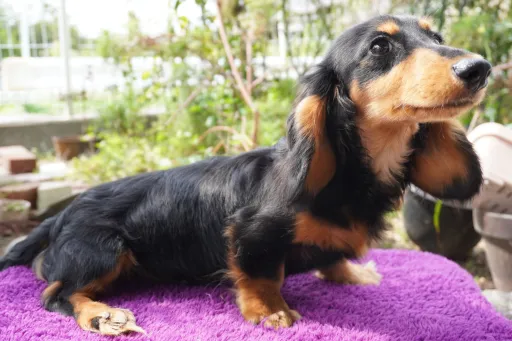 ダックスフンドの子犬販売