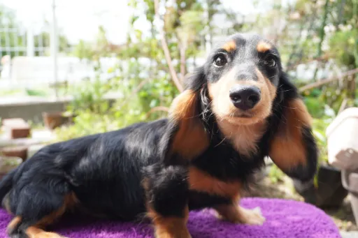 ダックスフンドの子犬販売