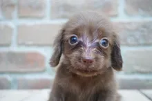 カニヘン・ダックスフンド / ロングコート