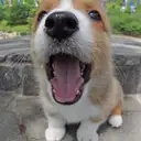 ウェルシュコーギー
Welsh Corgi335-3