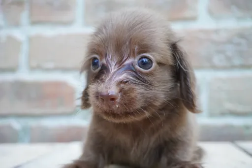 ダックスフンドの子犬販売