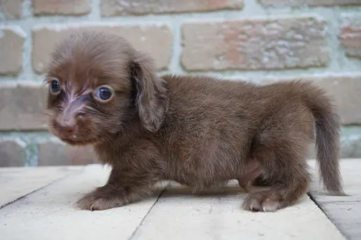 ダックスフンドの子犬販売