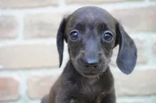 カニヘン・ダックスフンド / スムースコート