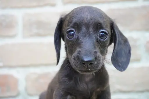 ダックスフンドの子犬販売