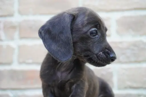 カニヘン・ダックスフンド / スムースコートの拡大画像