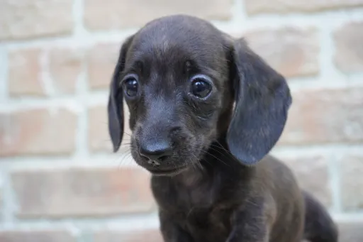 ダックスフンドの子犬販売