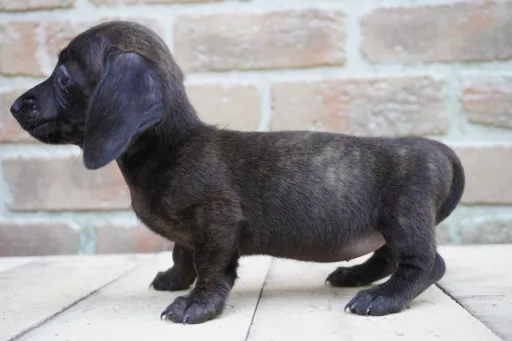 ダックスフンドの子犬販売