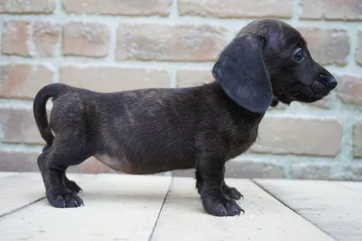 ダックスフンドの子犬販売