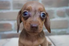 カニヘン・ダックスフンド / スムースコート