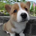 ウェルシュコーギー
Welsh Corgi335-2