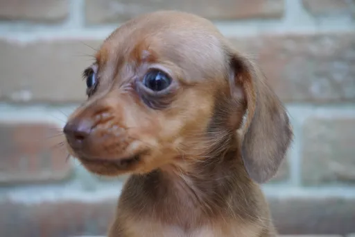 ダックスフンドの子犬販売