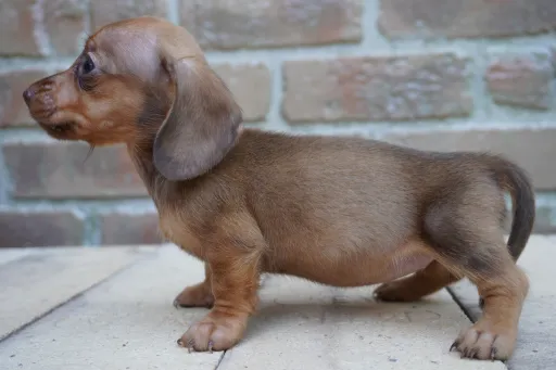 ダックスフンドの子犬販売