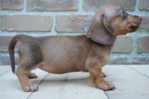 ダックスフンドの子犬販売