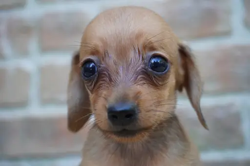 ダックスフンドの子犬販売