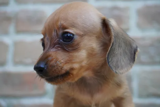 ダックスフンドの子犬販売