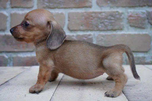 ダックスフンドの子犬販売
