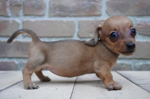 ダックスフンドの子犬販売