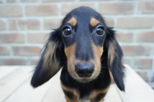 ダックスフンドの子犬販売