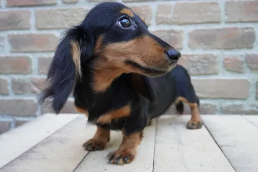 ダックスフンドの子犬販売