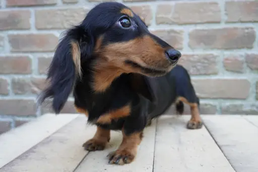 ミニチュア・ダックスフンド / ロングコートの拡大画像