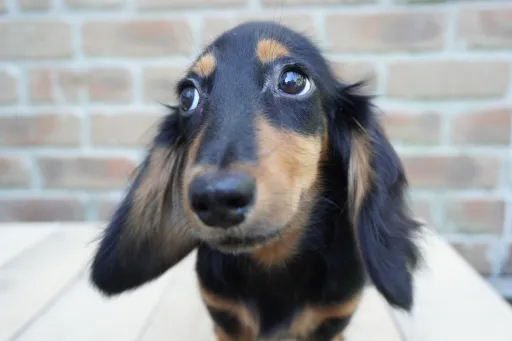 ダックスフンドの子犬販売