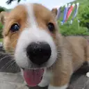 コーギー
Welsh Corgi335-1