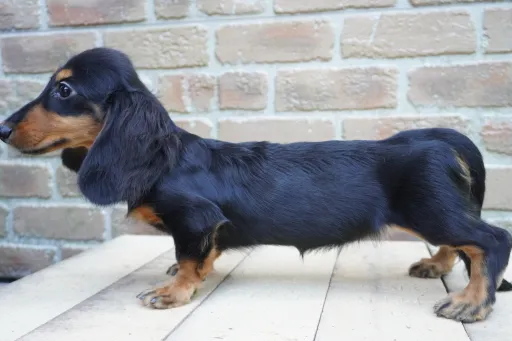 ダックスフンドの子犬販売