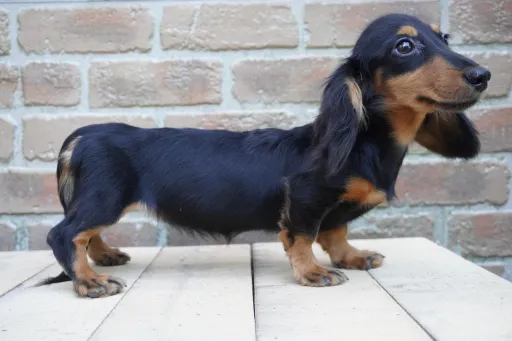 ダックスフンドの子犬販売