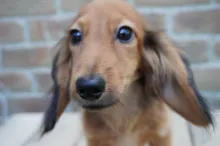 ミニチュア・ダックスフンド / ロングコート