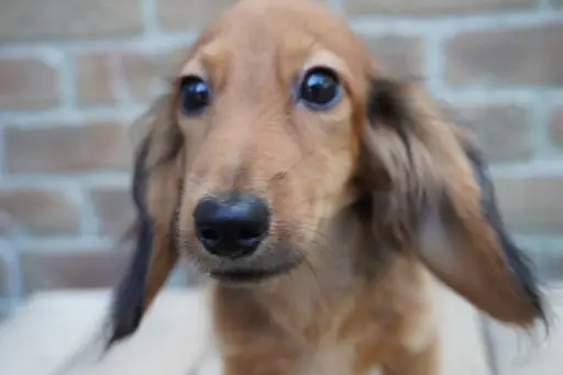 ダックスフンドの子犬販売