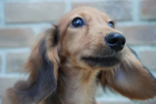 ダックスフンドの子犬販売