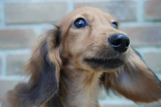 ミニチュア・ダックスフンド / ロングコートの拡大画像