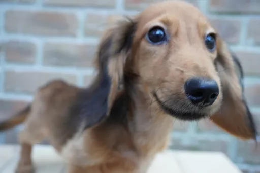 ダックスフンドの子犬販売