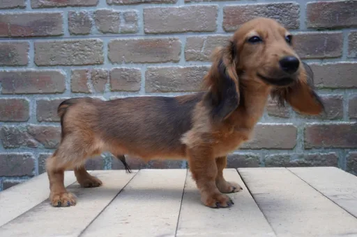 ダックスフンドの子犬販売