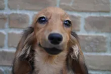 ミニチュア・ダックスフンド / ロングコート