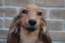 ミニチュア・ダックスフンド / ロングコート