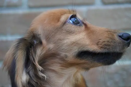 ミニチュア・ダックスフンド / ロングコートの拡大画像