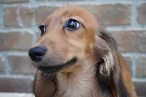 ダックスフンドの子犬販売