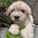 トイプードル
TOY POODLE 211-5